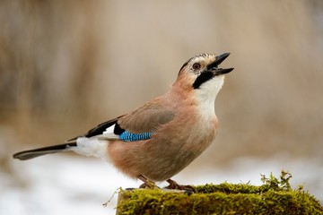 Eurasian jay on the winter bird feeder with seeds in beak.