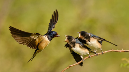 The barn swallow feeds one of its four nestling in flight. © Tatiana