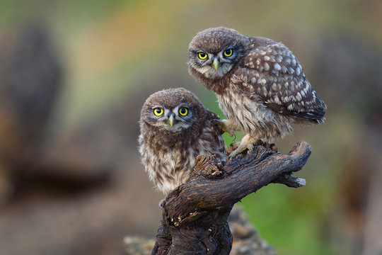 Two young little owls sit on a stick and look forward.