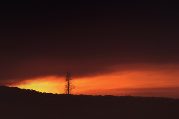 Sunset & the Lone Tree, Yellowstone