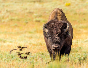 Bison & the Birds