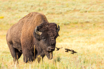 Bison Bull & Birds, Yellowstone