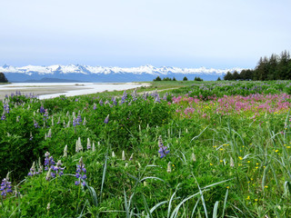 Wildflowers in Alaska