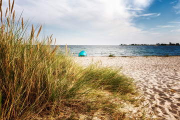 Beach and dune grass