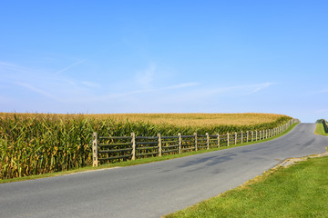 Country Road along Corn Field in Late Summer