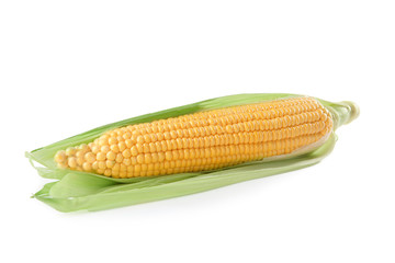 Fresh corn cob, isolated on white