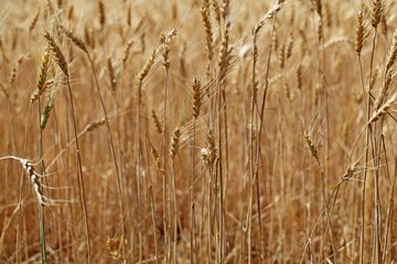 Details of a barley field