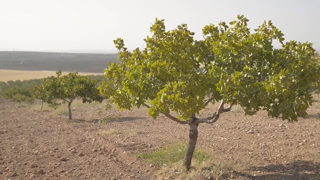 Pistachio tree