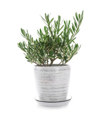 Olive tree in pot on white background