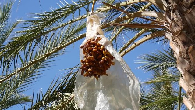 Palme da dattero in Tunisia