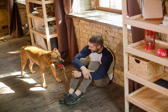 Top view of man sitting on floor, his dog holding toy in teeth. Sportive male playing with staffordshire terrier.
