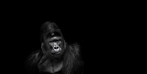 Portrait of a male gorilla on black background