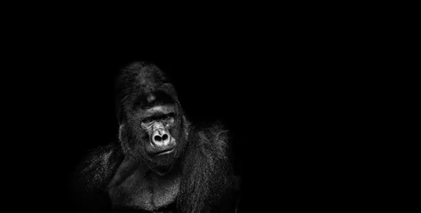Porträt eines männlichen Gorillas auf schwarzem Hintergrund © Baranov