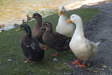 Fototapeta premium Five Ducks