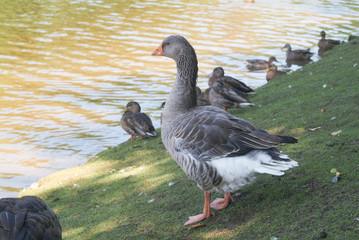 Goose and Ducks