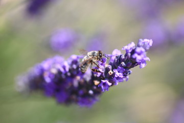Ape e lavanda 6