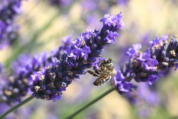 Ape e lavanda 4