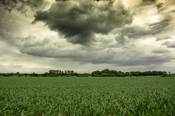 ein maisfeld mit wolken