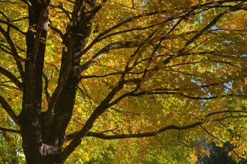 Fototapeta na wymiar Orange Leaves in Trees