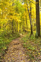 Autumn Trail