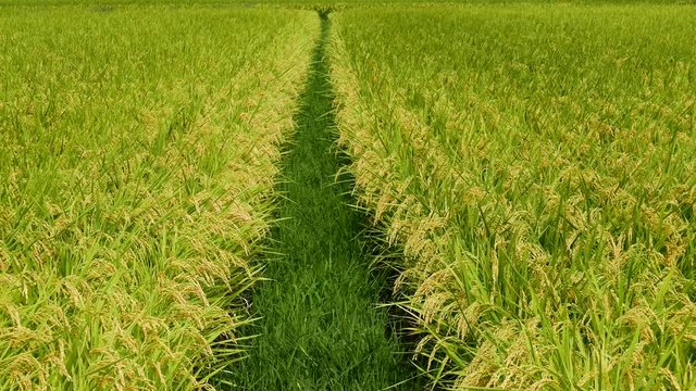 Paddy rice field