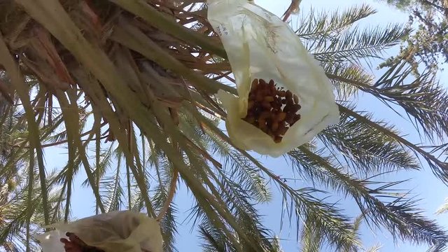 Palme da dattero in Tunisia