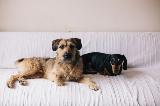 Two cute dogs sitting on a couch