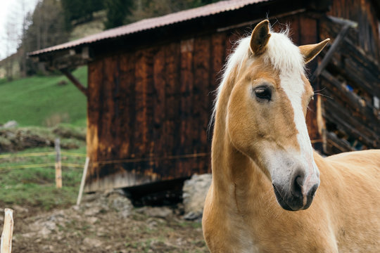 Horse in Switzerland