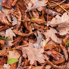 Fallen leaves of chestnut, maple, oak, acacia. Brown, red, orange and gren Autumn Leaves Background