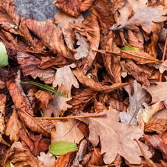 Fallen leaves of chestnut, maple, oak, acacia. Brown, red, orange and gren Autumn Leaves Background