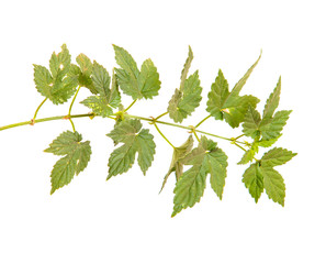 Green branch of hops isolated on white background