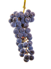 Grape brush on isolated background.