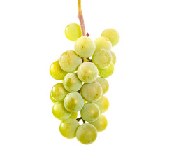 Grape brush on isolated background.