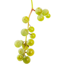 Grape brush on isolated background.
