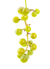 Grape brush on isolated background.