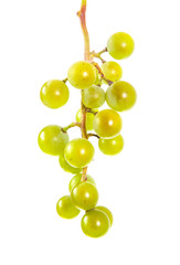 Grape brush on isolated background.
