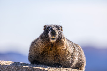 Marmot Rocky Mountain National Park