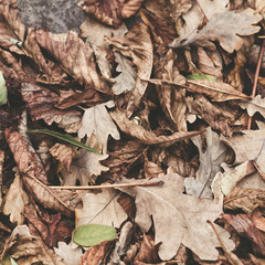 Fallen leaves of chestnut, maple, oak, acacia. Brown, red, orange and gren Autumn Leaves Background. Soft colors