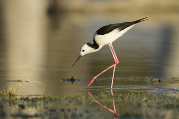 Black Winged Stilt wading
