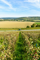 Rows of grapevine in a Champagne vineyard with a tractor driving on a small countryside road and a corn field in the background.