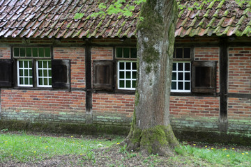Fototapeta na wymiar Baum vor einem Fachwerkhaus