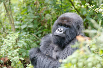 Gorilla