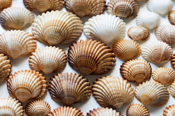 Sea shells spread on the white surface top view