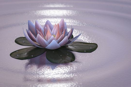 a lotus blossom