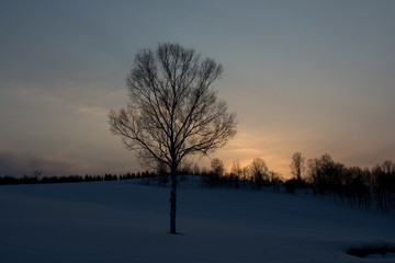 冬の夕暮れと雪原に立つ冬木立
