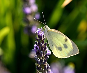 lavande et papillon