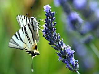 lavande et papillon