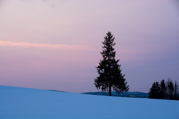 冬の夕暮れの丘に立つマツの木