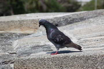 Pigeon standing on a wall