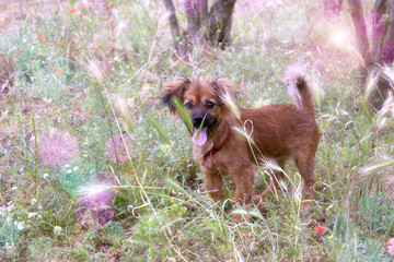 Piccolo cagnolino nell'erba del prato © PH-Graphic